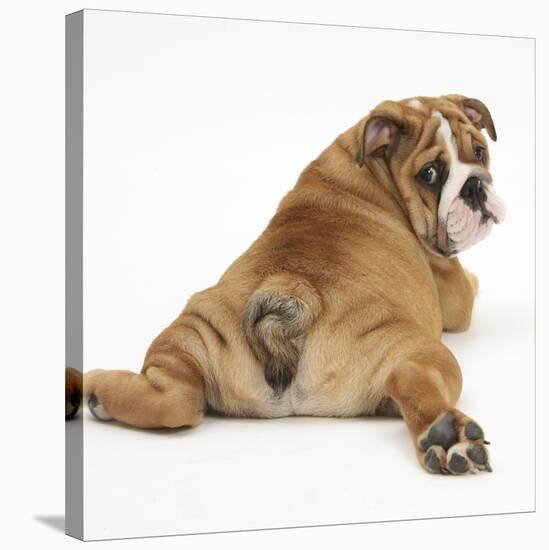Bulldog Puppy, 11 Weeks, Rear View Sprawled Out and Looking Round-Mark Taylor-Stretched Canvas