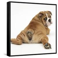 Bulldog Puppy, 11 Weeks, Rear View Sprawled Out and Looking Round-Mark Taylor-Framed Stretched Canvas