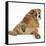 Bulldog Puppy, 11 Weeks, Rear View Sprawled Out and Looking Round-Mark Taylor-Framed Stretched Canvas