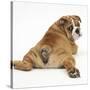 Bulldog Puppy, 11 Weeks, Rear View Sprawled Out and Looking Round-Mark Taylor-Stretched Canvas