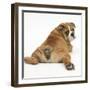 Bulldog Puppy, 11 Weeks, Rear View Sprawled Out and Looking Round-Mark Taylor-Framed Premium Photographic Print