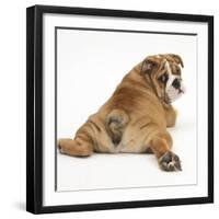 Bulldog Puppy, 11 Weeks, Rear View Sprawled Out and Looking Round-Mark Taylor-Framed Premium Photographic Print