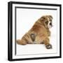 Bulldog Puppy, 11 Weeks, Rear View Sprawled Out and Looking Round-Mark Taylor-Framed Premium Photographic Print