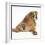 Bulldog Puppy, 11 Weeks, Rear View Sprawled Out and Looking Round-Mark Taylor-Framed Premium Photographic Print