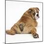 Bulldog Puppy, 11 Weeks, Rear View Sprawled Out and Looking Round-Mark Taylor-Mounted Premium Photographic Print