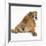 Bulldog Puppy, 11 Weeks, Rear View Sprawled Out and Looking Round-Mark Taylor-Framed Photographic Print