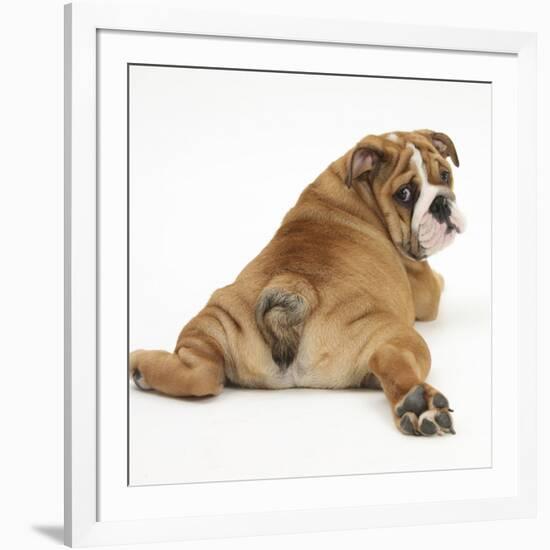 Bulldog Puppy, 11 Weeks, Rear View Sprawled Out and Looking Round-Mark Taylor-Framed Photographic Print