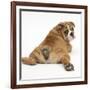 Bulldog Puppy, 11 Weeks, Rear View Sprawled Out and Looking Round-Mark Taylor-Framed Photographic Print