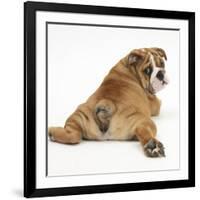 Bulldog Puppy, 11 Weeks, Rear View Sprawled Out and Looking Round-Mark Taylor-Framed Photographic Print