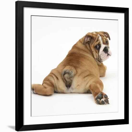 Bulldog Puppy, 11 Weeks, Rear View Sprawled Out and Looking Round-Mark Taylor-Framed Photographic Print