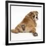 Bulldog Puppy, 11 Weeks, Rear View Sprawled Out and Looking Round-Mark Taylor-Framed Photographic Print
