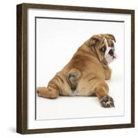 Bulldog Puppy, 11 Weeks, Rear View Sprawled Out and Looking Round-Mark Taylor-Framed Photographic Print