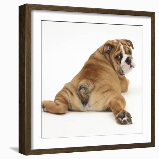 Bulldog Puppy, 11 Weeks, Rear View Sprawled Out and Looking Round-Mark Taylor-Framed Photographic Print