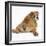 Bulldog Puppy, 11 Weeks, Rear View Sprawled Out and Looking Round-Mark Taylor-Framed Photographic Print