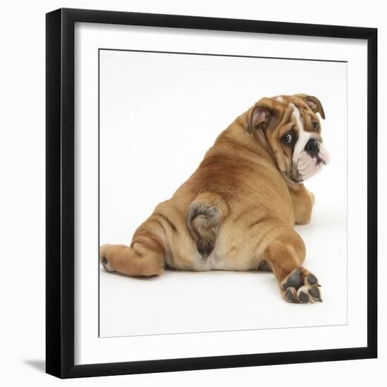 Bulldog Puppy, 11 Weeks, Rear View Sprawled Out and Looking Round-Mark Taylor-Framed Photographic Print