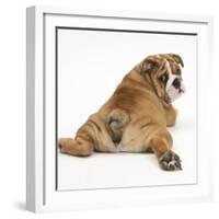 Bulldog Puppy, 11 Weeks, Rear View Sprawled Out and Looking Round-Mark Taylor-Framed Photographic Print