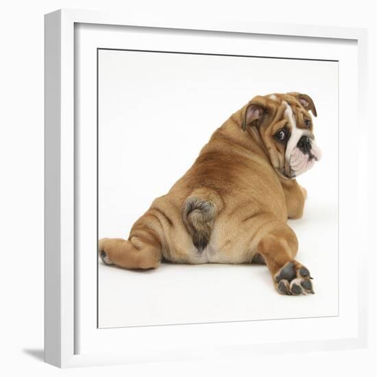 Bulldog Puppy, 11 Weeks, Rear View Sprawled Out and Looking Round-Mark Taylor-Framed Photographic Print