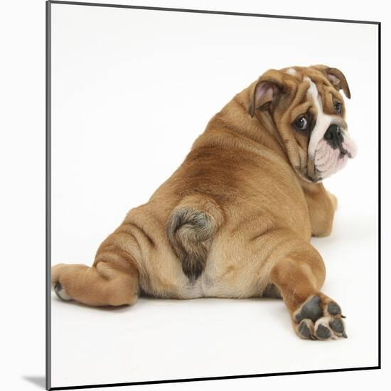 Bulldog Puppy, 11 Weeks, Rear View Sprawled Out and Looking Round-Mark Taylor-Mounted Photographic Print