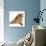 Bulldog Puppy, 11 Weeks, Rear View Sprawled Out and Looking Round-Mark Taylor-Photographic Print displayed on a wall