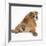 Bulldog Puppy, 11 Weeks, Rear View Sprawled Out and Looking Round-Mark Taylor-Framed Photographic Print