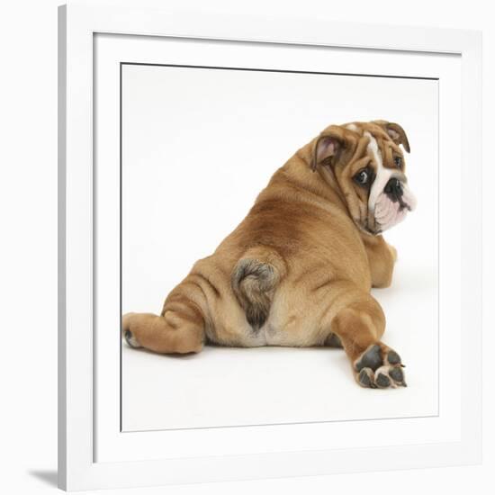 Bulldog Puppy, 11 Weeks, Rear View Sprawled Out and Looking Round-Mark Taylor-Framed Photographic Print