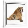 Bulldog Puppy, 11 Weeks, Rear View Sprawled Out and Looking Round-Mark Taylor-Framed Photographic Print