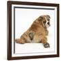 Bulldog Puppy, 11 Weeks, Rear View Sprawled Out and Looking Round-Mark Taylor-Framed Photographic Print