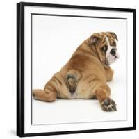 Bulldog Puppy, 11 Weeks, Rear View Sprawled Out and Looking Round-Mark Taylor-Framed Photographic Print