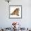 Bulldog Puppy, 11 Weeks, Rear View Sprawled Out and Looking Round-Mark Taylor-Framed Photographic Print displayed on a wall