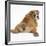 Bulldog Puppy, 11 Weeks, Rear View Sprawled Out and Looking Round-Mark Taylor-Framed Photographic Print