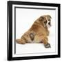 Bulldog Puppy, 11 Weeks, Rear View Sprawled Out and Looking Round-Mark Taylor-Framed Photographic Print