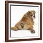 Bulldog Puppy, 11 Weeks, Rear View Sprawled Out and Looking Round-Mark Taylor-Framed Photographic Print