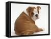 Bulldog Puppy, 11 Weeks, Sitting Rear View Looking Round-Mark Taylor-Framed Stretched Canvas