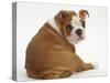 Bulldog Puppy, 11 Weeks, Sitting Rear View Looking Round-Mark Taylor-Stretched Canvas