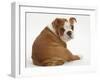 Bulldog Puppy, 11 Weeks, Sitting Rear View Looking Round-Mark Taylor-Framed Photographic Print