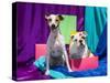 Bulldog Puppy and Jack Russell Terrier Sitting Together-Zandria Muench Beraldo-Stretched Canvas