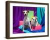 Bulldog Puppy and Jack Russell Terrier Sitting Together-Zandria Muench Beraldo-Framed Photographic Print