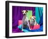 Bulldog Puppy and Jack Russell Terrier Sitting Together-Zandria Muench Beraldo-Framed Photographic Print