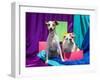 Bulldog Puppy and Jack Russell Terrier Sitting Together-Zandria Muench Beraldo-Framed Photographic Print