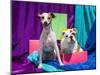 Bulldog Puppy and Jack Russell Terrier Sitting Together-Zandria Muench Beraldo-Mounted Photographic Print