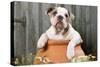 Bulldog Puppy in Flowerpot-null-Stretched Canvas