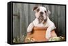 Bulldog Puppy in Flowerpot-null-Framed Stretched Canvas