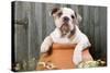 Bulldog Puppy in Flowerpot-null-Stretched Canvas