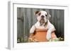 Bulldog Puppy in Flowerpot-null-Framed Photographic Print