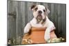 Bulldog Puppy in Flowerpot-null-Mounted Photographic Print