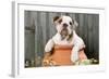 Bulldog Puppy in Flowerpot-null-Framed Photographic Print
