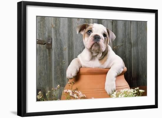 Bulldog Puppy in Flowerpot-null-Framed Photographic Print