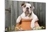 Bulldog Puppy in Flowerpot-null-Mounted Photographic Print