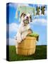 Bulldog Puppy in Laundry Basket-Lew Robertson-Stretched Canvas