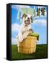 Bulldog Puppy in Laundry Basket-Lew Robertson-Framed Stretched Canvas